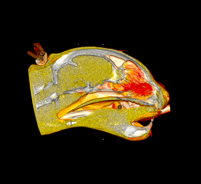 Rat Skull CT imaging