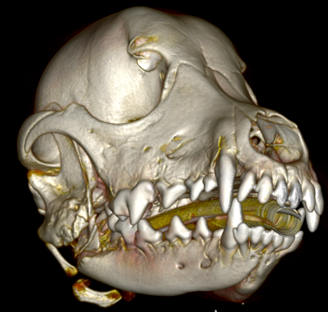 CT Imaging Diagnostic - Skull