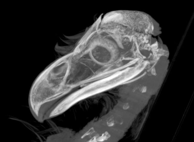 Bird CT Diagnostic Imaging