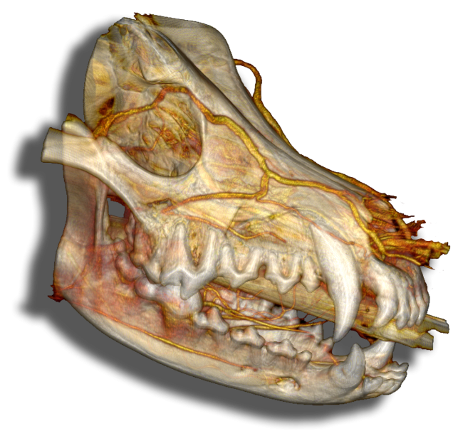 Skull 3d diagnostic imaging