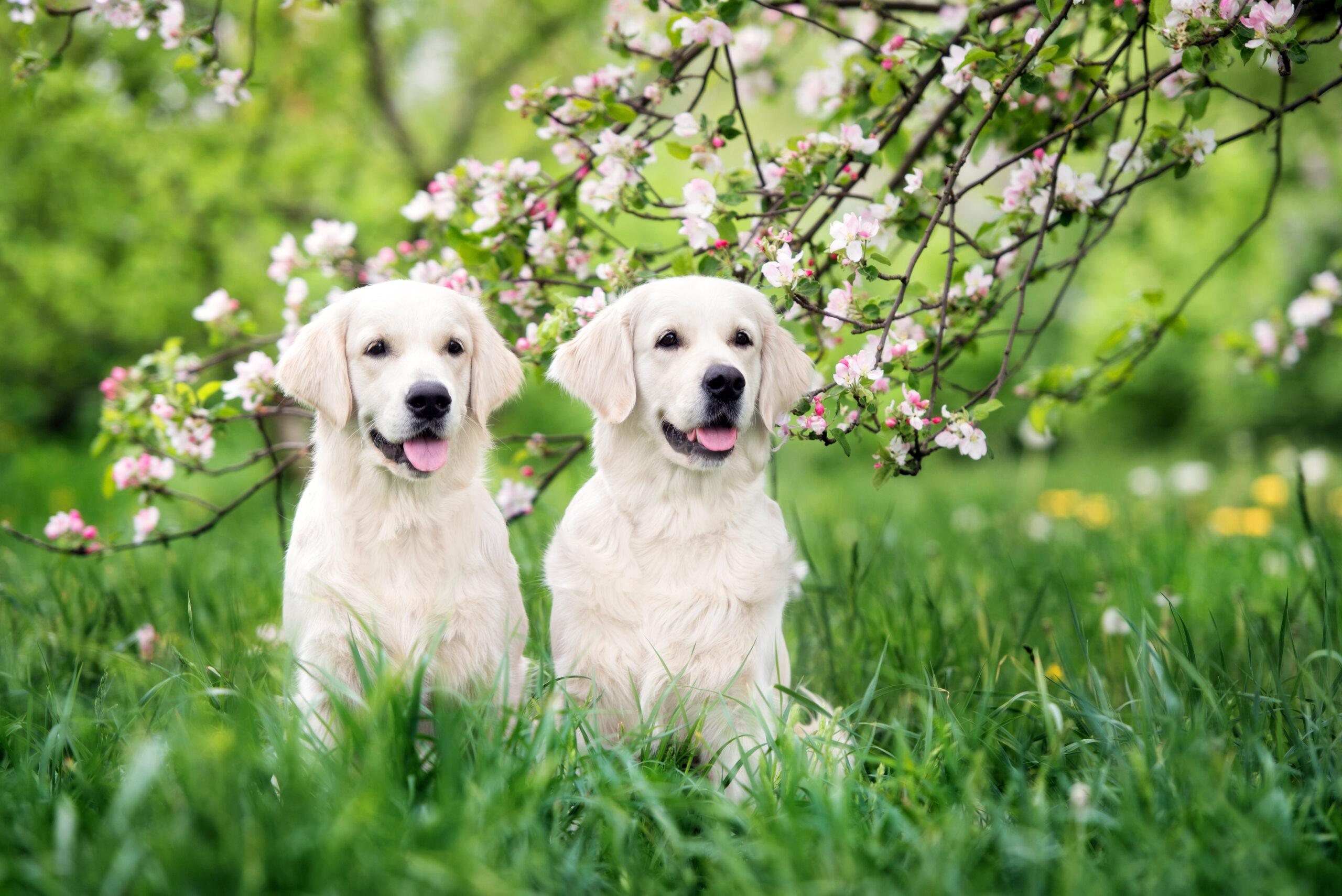 two happy golden retriever dogs posing outdoors in summer