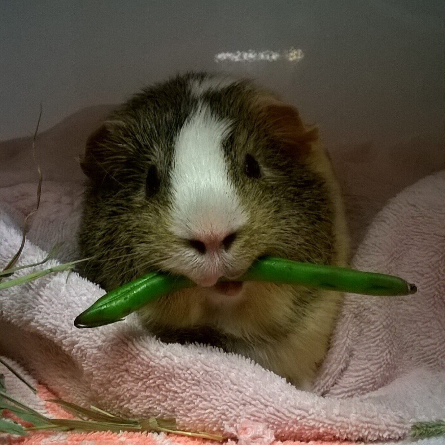 Guinea-pig-sx-recovery-scaled-e1724080534968