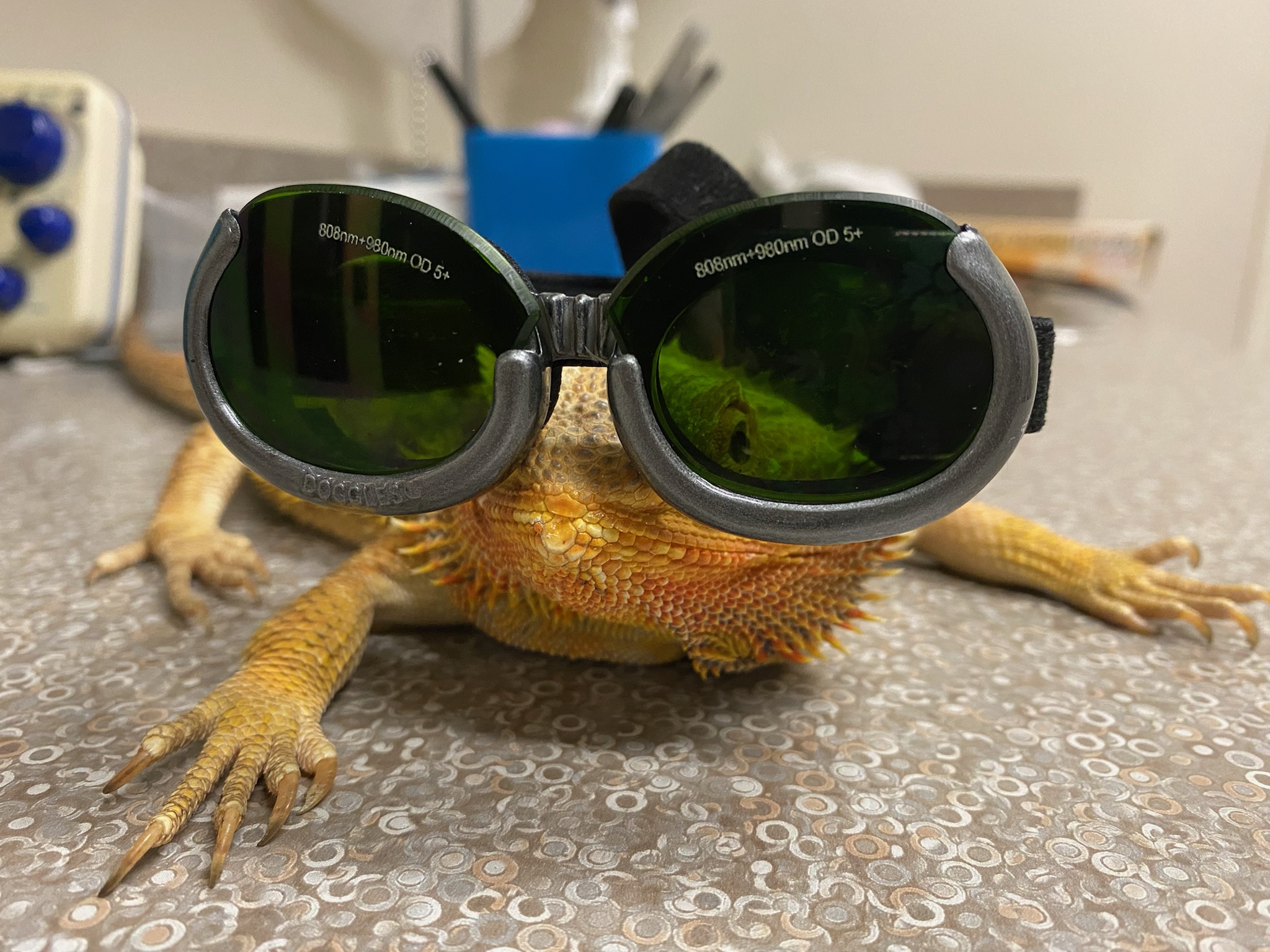 Bearded dragon sunglasses best sale