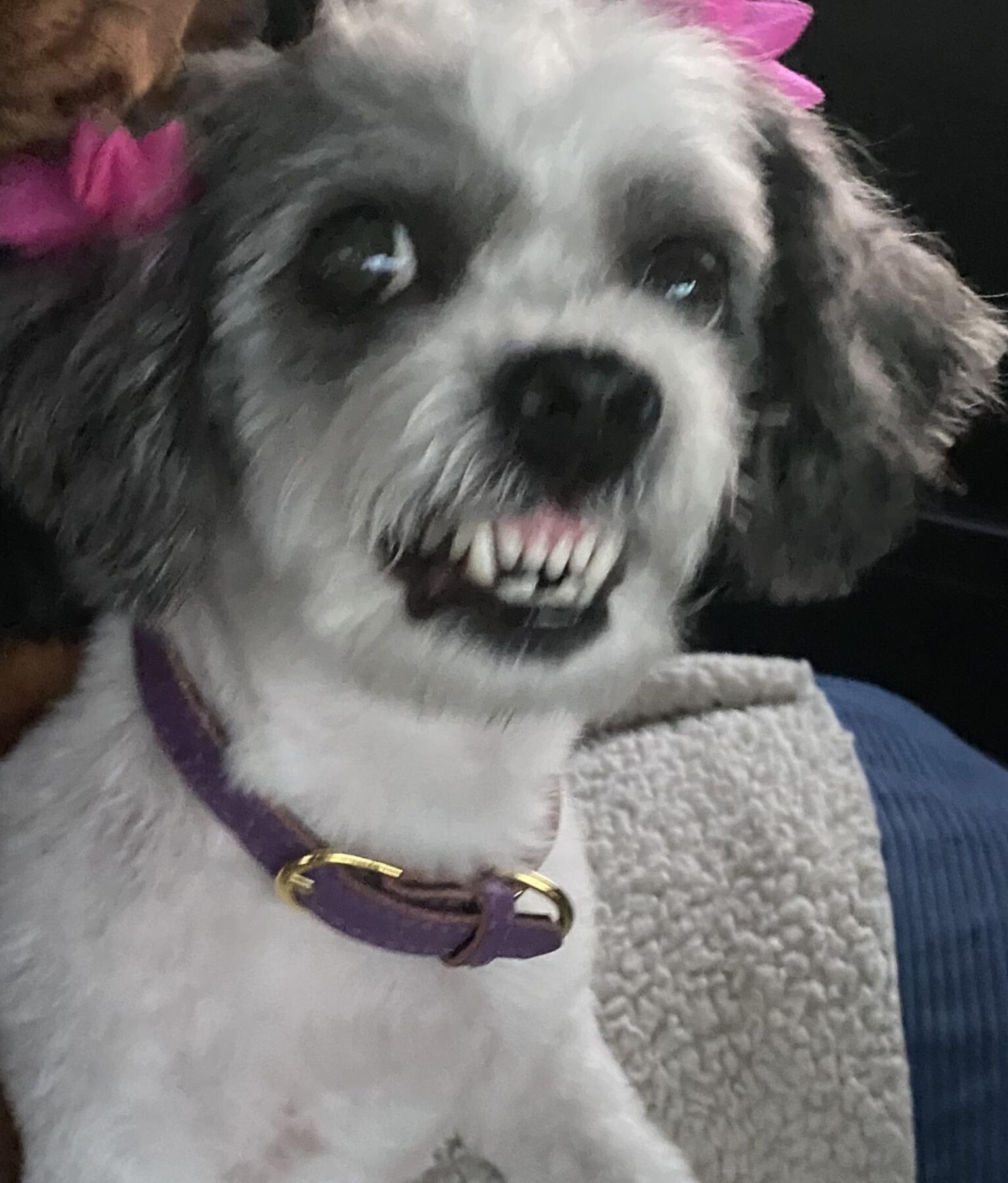 pro-CvxNZeKI Dog bites