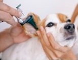 Ear and Skin fold