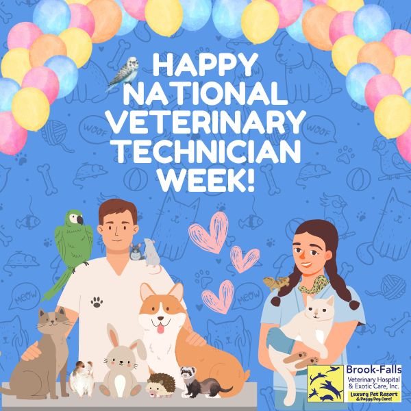 Happy National Veterinary Technician Week (600 x 600 px) (1) Celebrating Our Veterinary Technicians: The Heartbeat of Veterinary Medicine